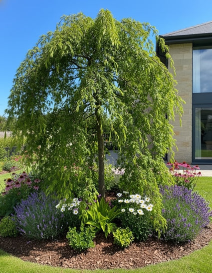 himalaya ceder cedrus deodara