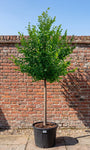 hollandse linde boom hoge stam (grootte na 1 seizoen na levering)