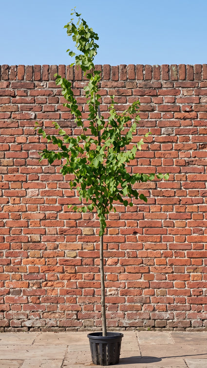 Koningslinde - Tilia x europaea 'Pallida' hoogstamboom
