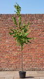 Koningslinde - Tilia x europaea 'Pallida' hoogstamboom
