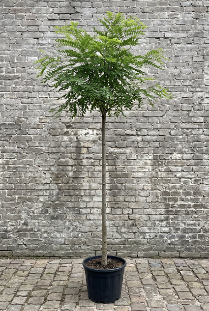 Japanse honingboom (Hoogstam) - Styphnolobium japonicum