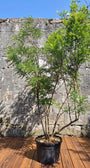 Japanse Honingboom Meerstammig - Styphnolobium Japonicum / Sophora japonica