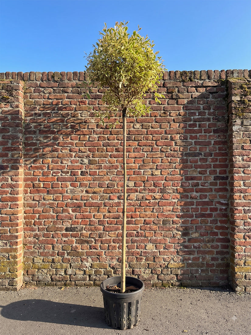 Chinese liguster - Ligustrum lucidum 'Excelsum Superbum' Hoogstam boom