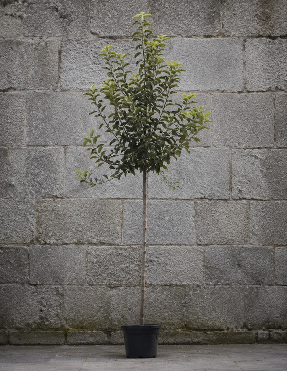 Hoogstam Appelboom - Malus domestica 'Jonagold'