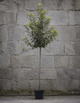 Hoogstam Appelboom - Malus domestica 'Jonagold'