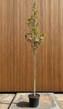 Beverboom - Magnolia 'Galaxy' hoogstam boom