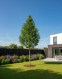 Walnootboom - Juglans regia hoogstam