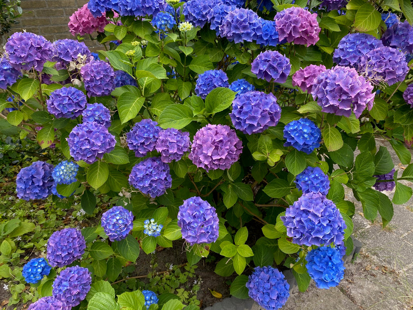 deze hortensia macrophylla heeft roze, blauwe of paarse bloemen, afhankelijk van de zuurgraad van de grond