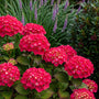 Hortensia - Hydrangea macrophylla 'Leuchtfeuer'