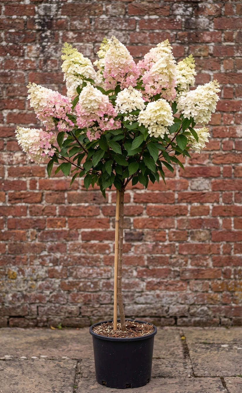 Pluimhortensia (Halfstam) - Hydrangea paniculata 'Candlelight'
