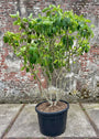 hydrangea pinky winky meerstammig solitaire hortensia