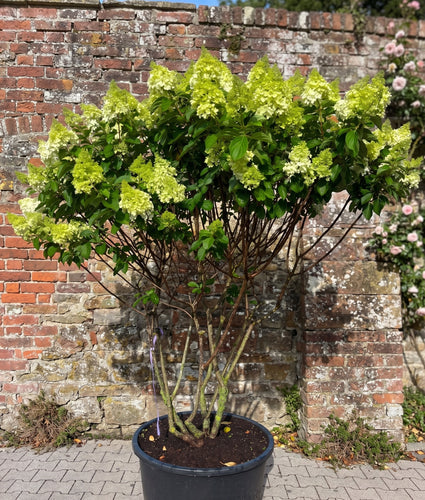Pluimhortensia - Hydrangea paniculata 'Polar Bear'