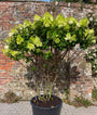 Pluimhortensia - Hydrangea paniculata 'Polar Bear'