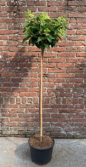 Halfstam 100 cm