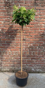 Pluimhortensia Halfstam - Hydrangea paniculata 'Silver Dollar' op stam