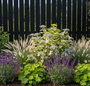 hortensia met wit/groen blad