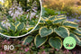 Biologisch Hartlelie - Hosta 'Fortunei Aureomarginata'