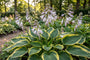 Biologisch Hartlelie - Hosta 'Fortunei Aureomarginata'