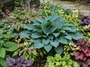 Hosta Blue Cadet in border met heuchera, brunnera en epimedium elfenbloem