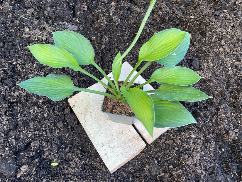 Hartlelie - Hosta 'Royal Standard' TIP