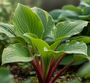 Hartlelie - Hosta 'Red Cadet'