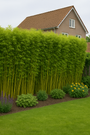 Hotei Bamboe - Phyllostachys aurea (Reuzenbamboe)