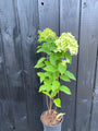 Pluimhortensia - Hydrangea paniculata 'Limelight'