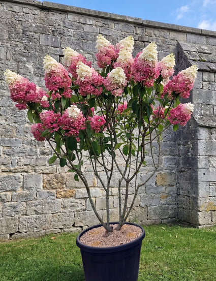 Pluimhortensia - Hydrangea paniculata 'Pinky Winky'