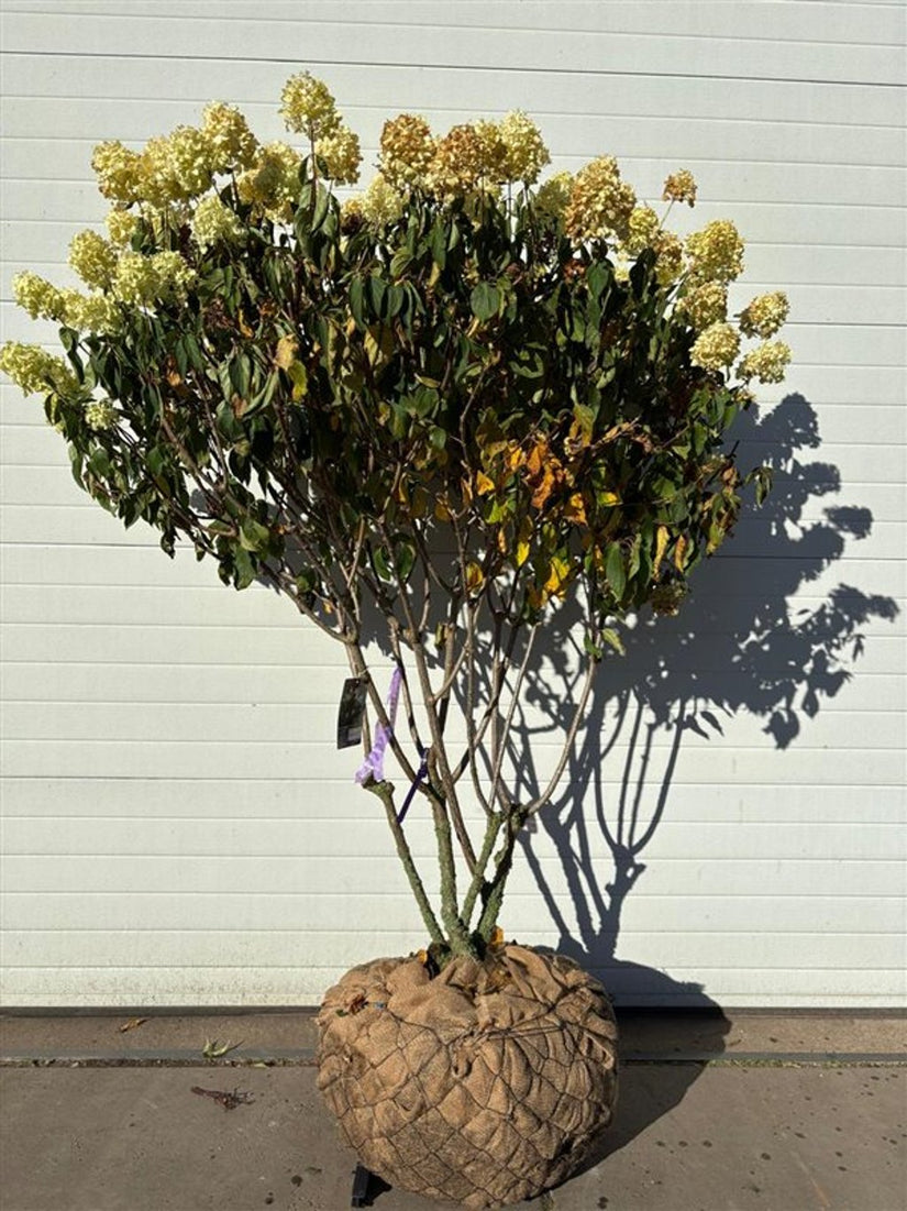 Pluimhortensia - Hydrangea paniculata 'Polar Bear'