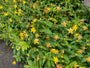 Hertshooi - Hypericum calycinum