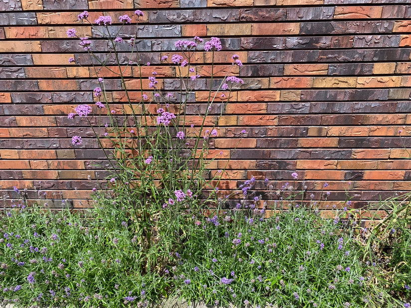 Biologisch IJzerhard (Hoge soort 150 cm) - Verbena Bonariensis