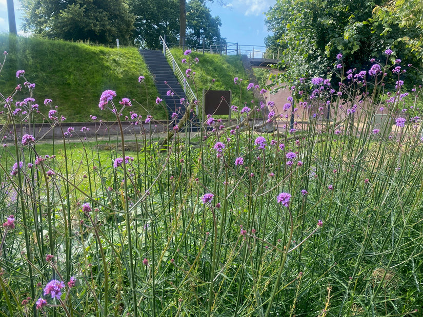 luchtige, open plant ijzerhard verbena geeft sfeer en diepte aan uw tuin