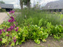 ijzerhard verbena met op de voorgrond bergenia, kaasjeskruid (links) en sedum herbstfreude