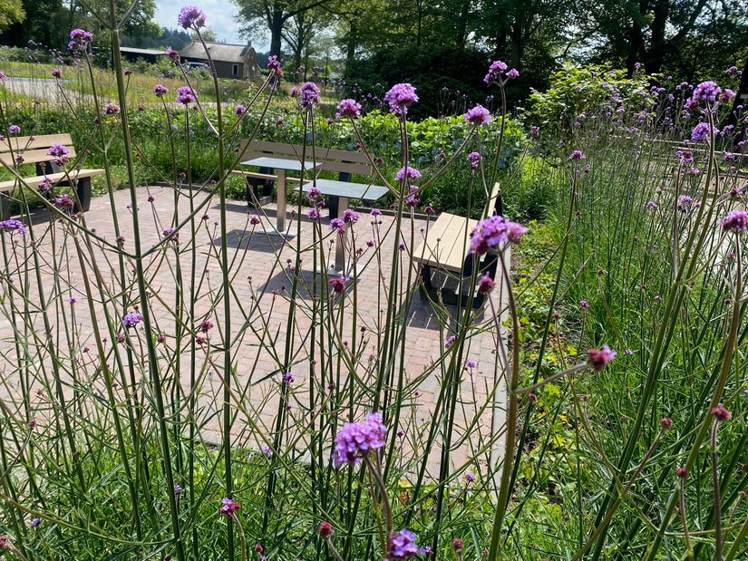 bloeiende verbena ijzerhard in smalle border met zegge'carex' onderbeplanting rond terras