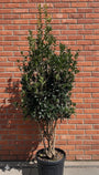 wintergroene, meerstammige ilex aquifolium