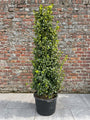 Wintergroene Hulst (struikvorm / haagvorm)- Ilex meserveae 'Blue Maid'