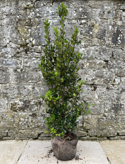 ilex blue prince 80-100 cm met stevige kluit en mooi volgroeid - topkwaliteit