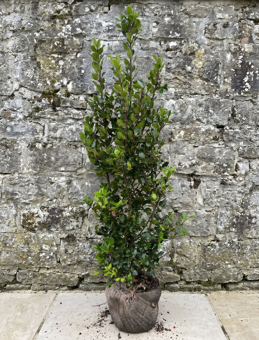 ilex blue prince 80-100 cm met stevige kluit en mooi volgroeid - topkwaliteit