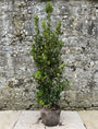 ilex blue prince 80-100 cm met stevige kluit en mooi volgroeid - topkwaliteit