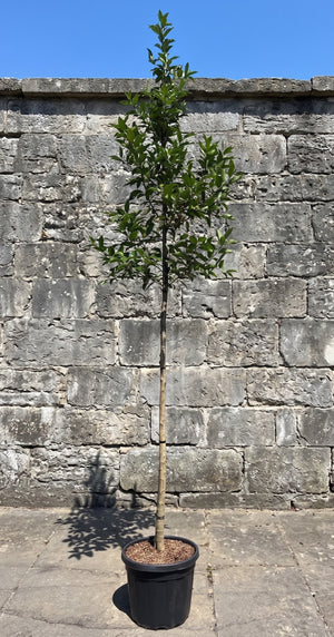 Hoogstam 180 cm