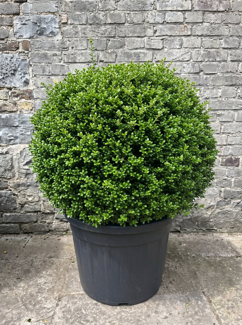 ilex convexa bolvorm
