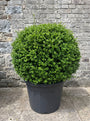 ilex convexa bolvorm