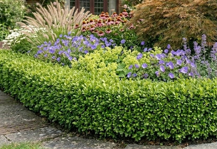 Japanse Hulst - Ilex crenata 'Glory gem'