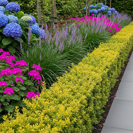 Japanse hulst - Ilex crenata 'Golden Gem'