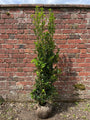 Blauwe hulst zonder besjes - Ilex × meserveae 'Heckenstar'