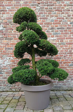 C60 pot