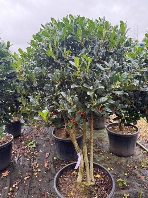 Groene Hulst - Ilex 'Nellie R. Stevens' op hoge stam & meerstammig