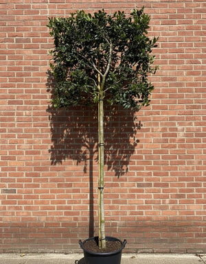 Leiboom stamhoogte 210 cm - Metalen rek