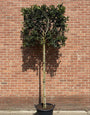 Leiboom Groene Hulst - Ilex 'Nellie R. Stevens' Jaarrond groen