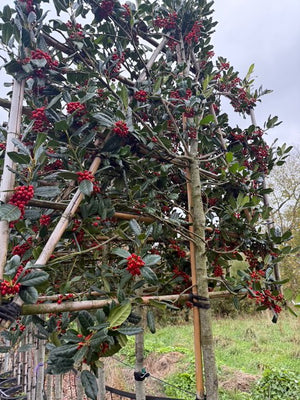 Leiboom stamhoogte 140 cm